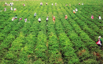 农产品溯源系统